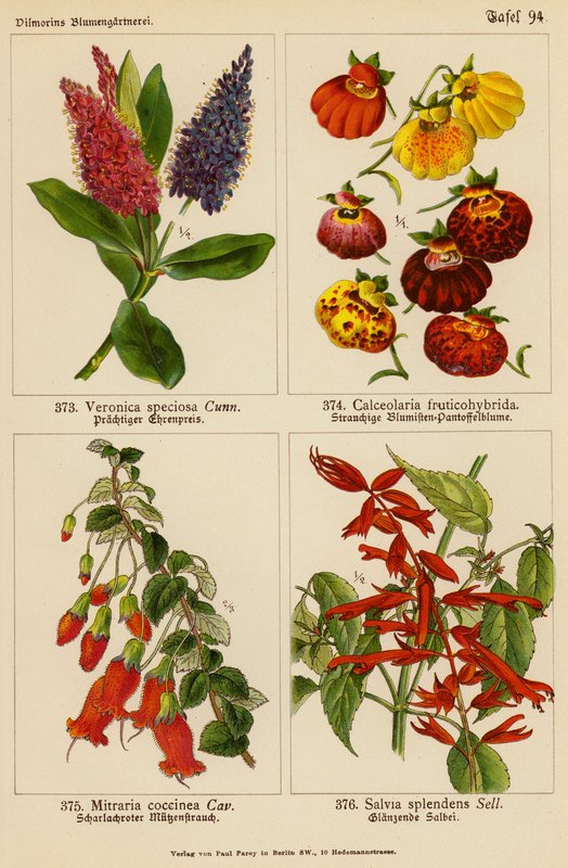 Veronica Speciosa, Calceolaria Fruticohybrida, Mitraria Coccinea, Salvia Splendens (färglitografi) av (after) German School
