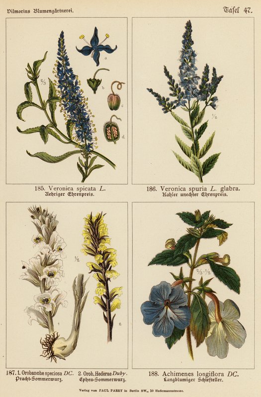 Veronica Spicata, Veronica Spuria, Orobanche Speciosa, Orobanche Hederae, Achimenes Longiflora (färglitografi) av (after) German School