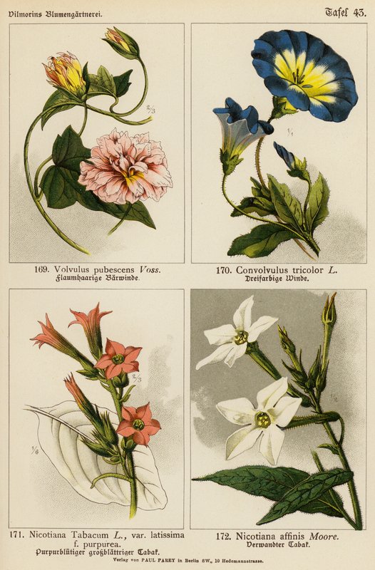 Volvulus Pubescens, Convolvulus Tricolor, Nicotiana Tabacum, Nicotiana Affinis (färglitografi) av (after) German School