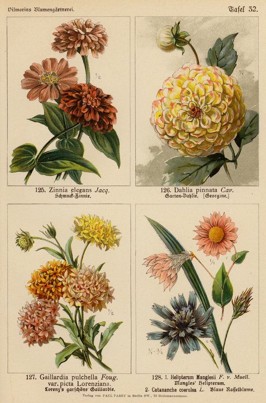 Zinnia Elegans, Dahlia Pinnata, Gaillardia Pulchella, Helipterum Manglesii, Catananche Coerulea (färglitografi) av (after) German School
