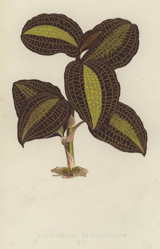 Anoectochilus Xanthophyllus av English School