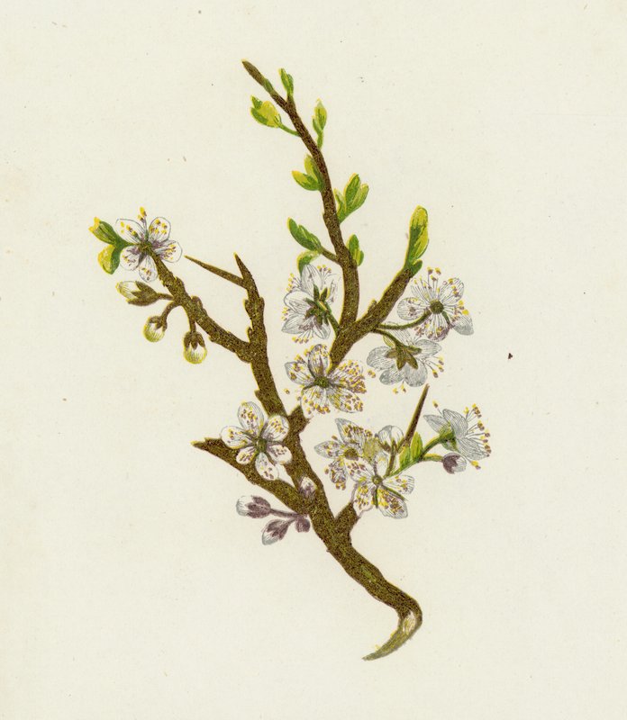Svarttorn, eller Sloe, Prunus Spinosa av English School
