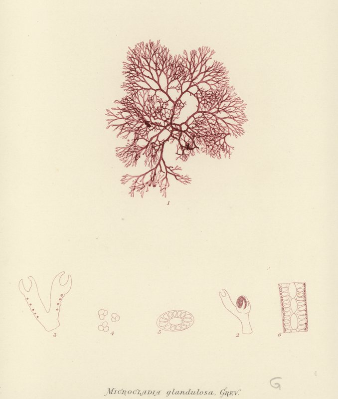 British Sea-Weed (naturtryckt) av English School