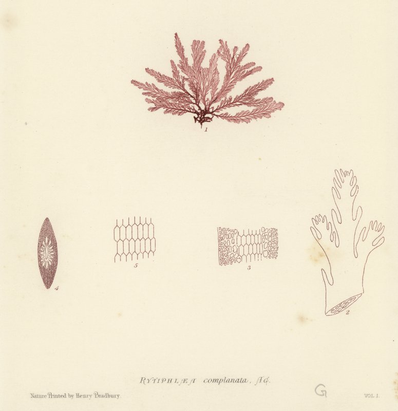 British Sea-Weed (naturtryckt) av English School