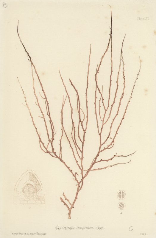 British Sea-Weed (naturtryckt) av English School