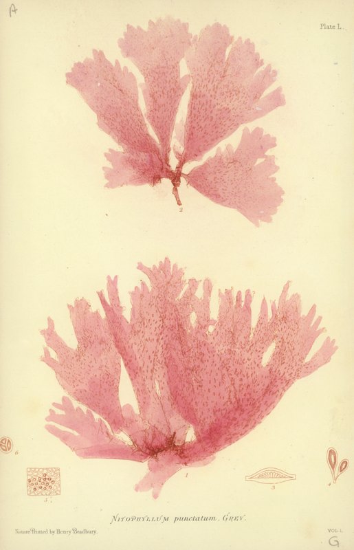 British Sea-Weed (naturtryckt) av English School