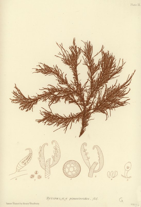 British Sea-Weed (naturtryckt) av English School