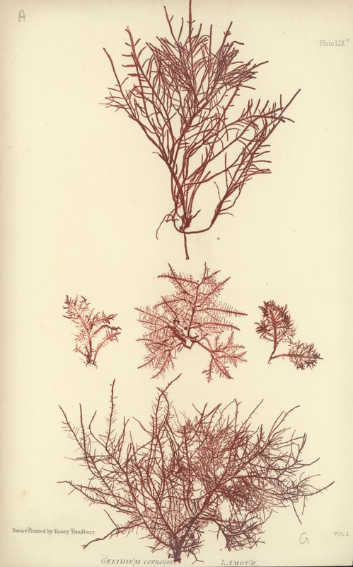 British Sea-Weed (naturtryckt) av English School