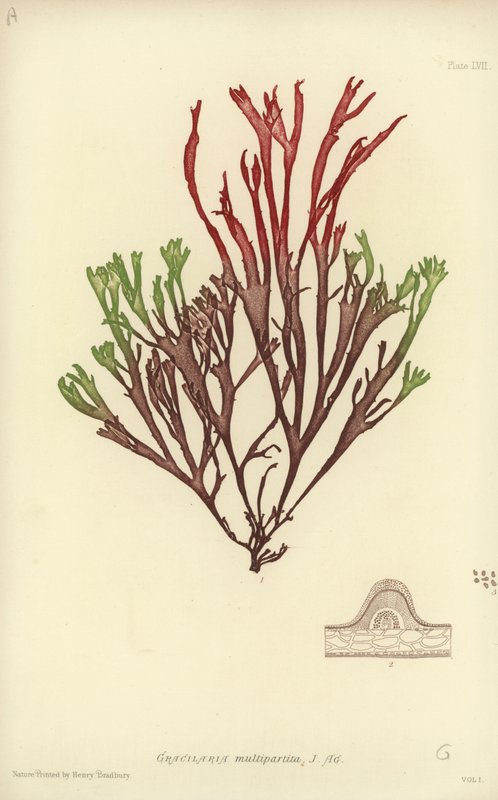 British Sea-Weed (naturtryckt) av English School
