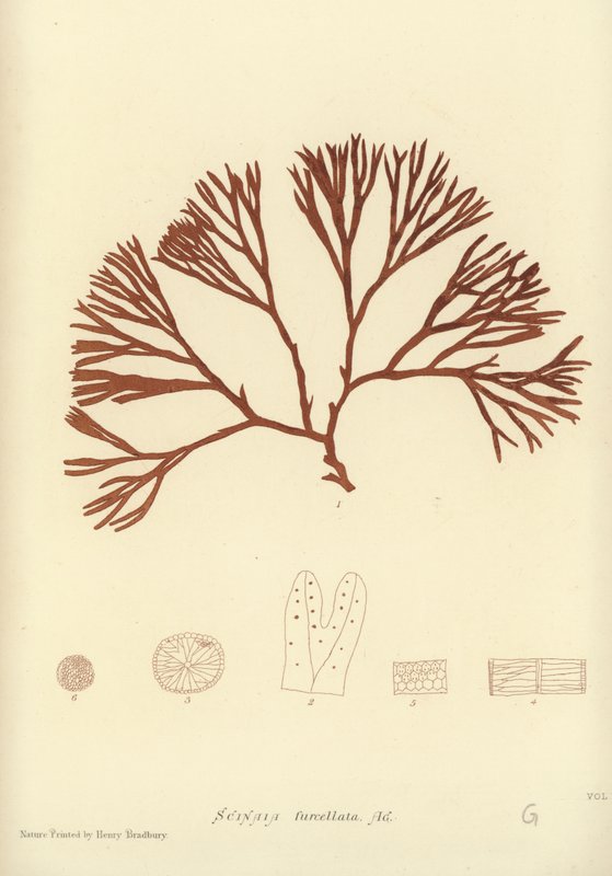 British Sea-Weed (naturtryckt) av English School