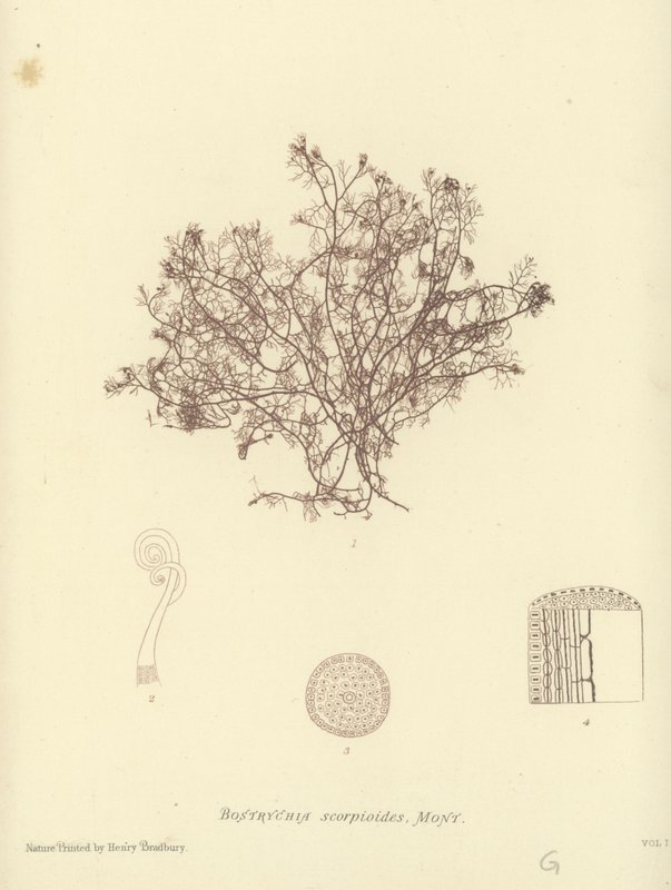 British Sea-Weed (naturtryckt) av English School