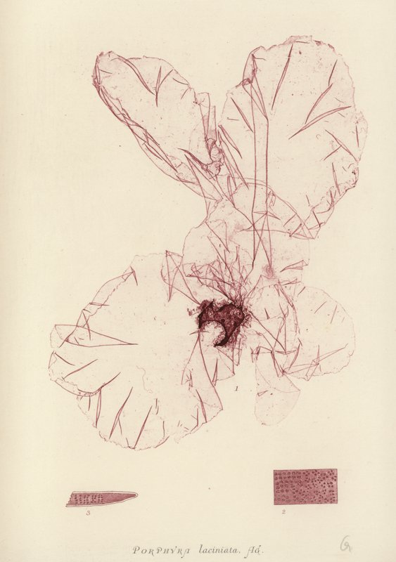 British Sea-Weed (naturtryckt) av English School