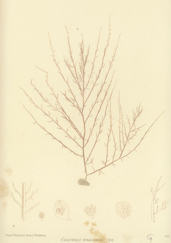 British Sea-Weed (naturtryckt) av English School