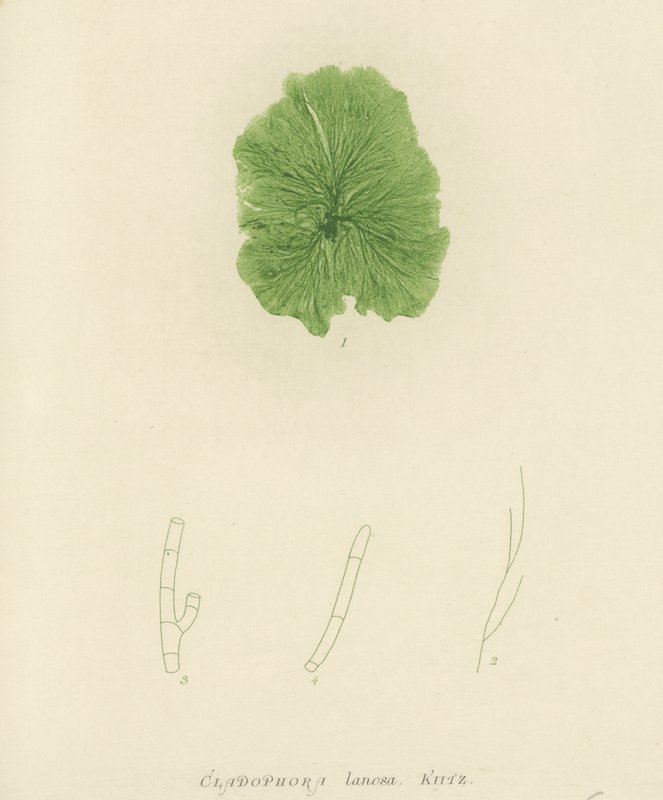 British Sea-Weed (naturtryckt) av English School