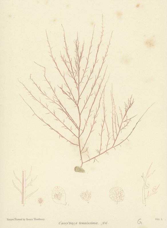 British Sea-Weed (naturtryckt) av English School