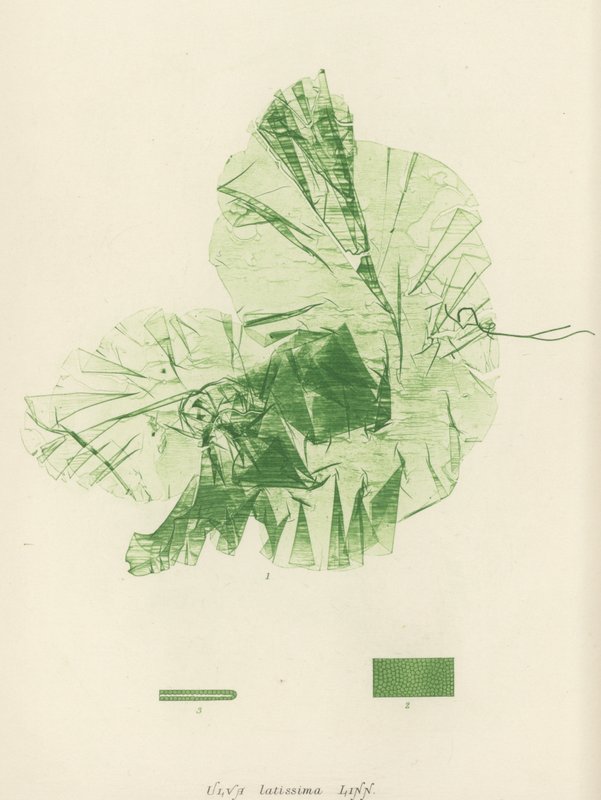 British Sea-Weed (naturtryckt) av English School