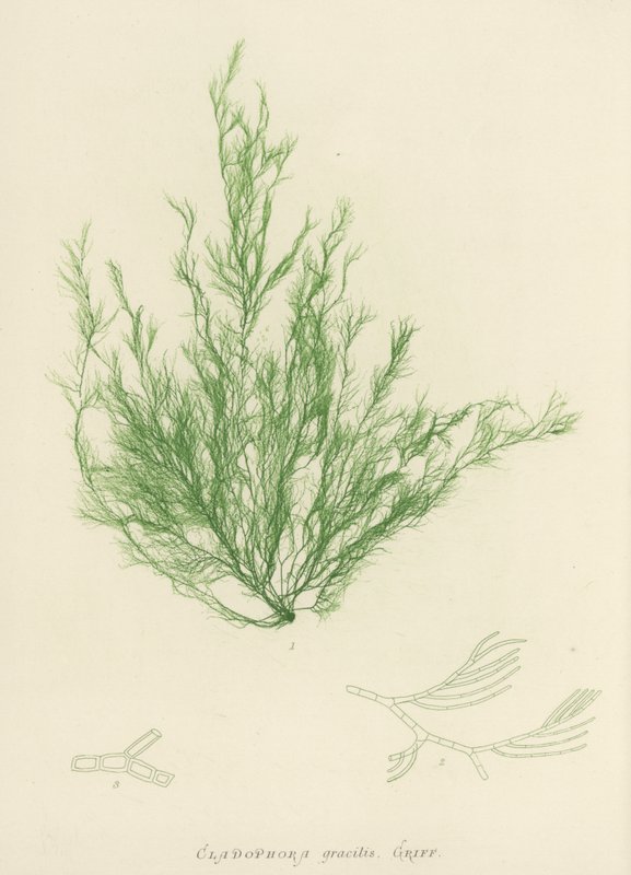 British Sea-Weed (naturtryckt) av English School