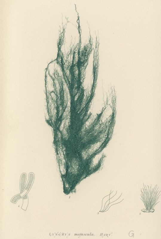 British Sea-Weed (naturtryckt) av English School