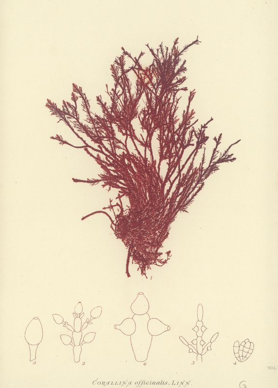 British Sea-Weed (naturtryckt) av English School