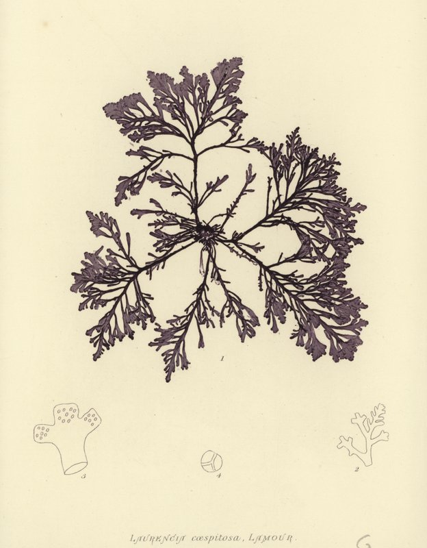 British Sea-Weed (naturtryckt) av English School