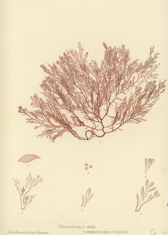 British Sea-Weed (naturtryckt) av English School