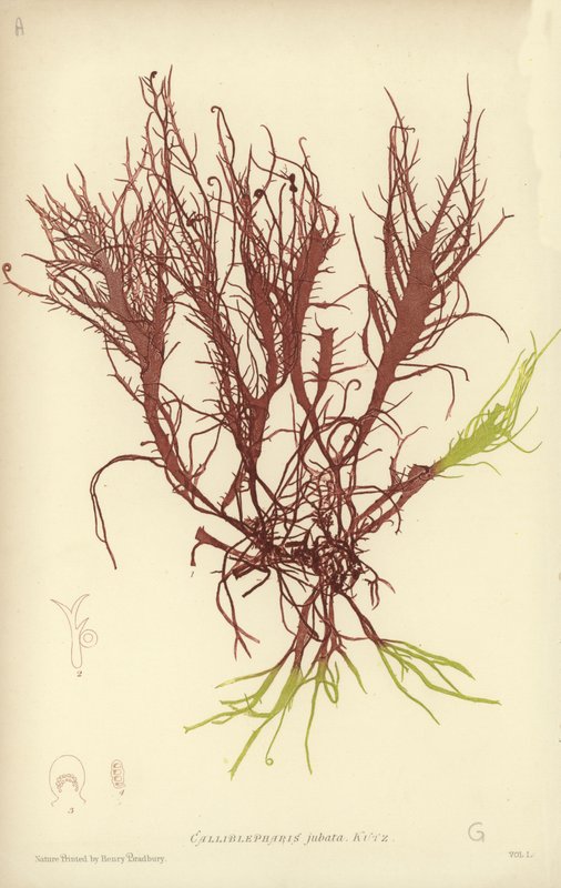 British Sea-Weed (naturtryckt) av English School