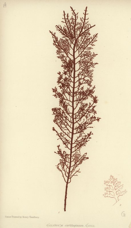 British Sea-Weed (naturtryckt) av English School