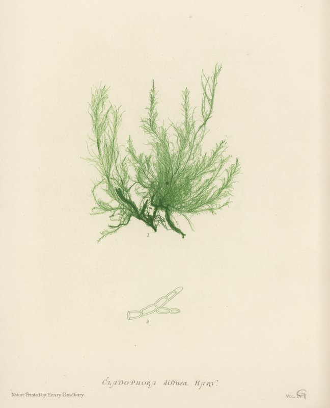 British Sea-Weed (naturtryckt) av English School