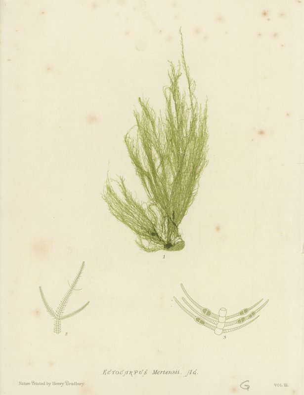 British Sea-Weed (naturtryckt) av English School