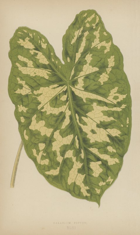 Caladium Pictum av English School