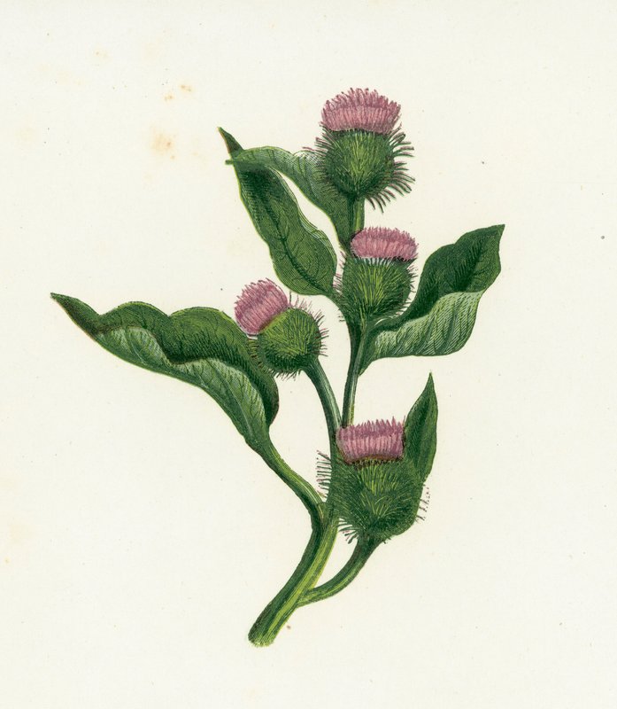 Bur-Dock, Arctium Lappa av English School