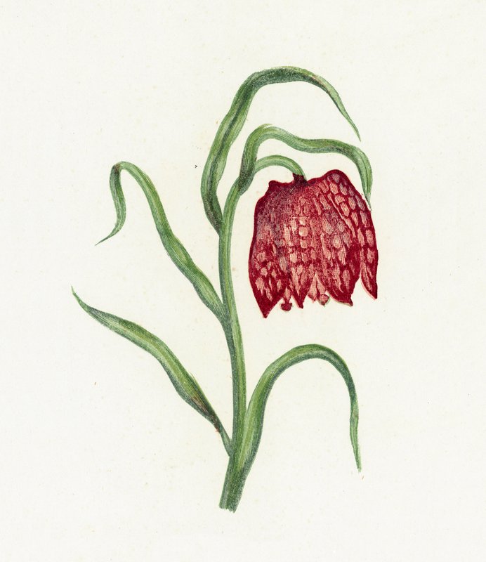 Vanlig fritillary, Fritillaria Meleagris av English School