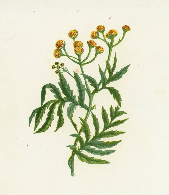 Vanlig tansy, Tanacetum Vulgare av English School