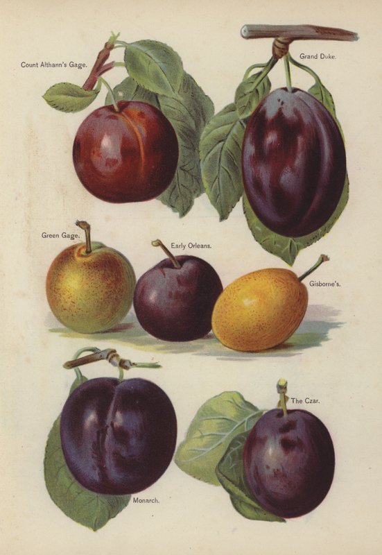 Greve Althanns Gage, Grand Duke, Green Gage, Early Orleans, Gisbornes, Monarch, The Czar av English School