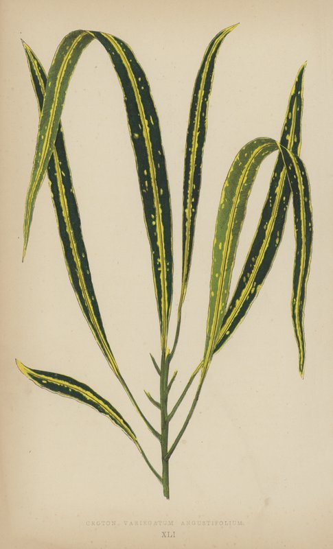 Croton Variegatum Angustifolium av English School