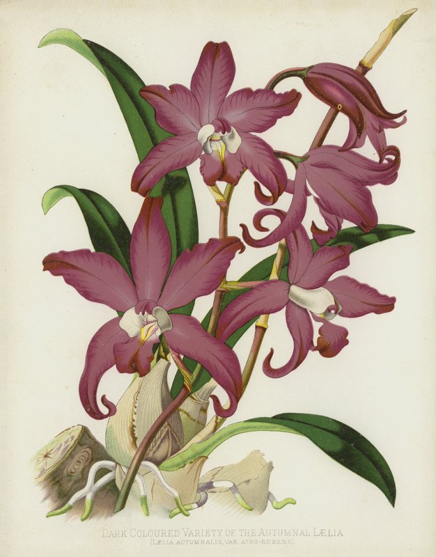 Mörkfärgad variant av höstlaelia, Laelia Autumnalis, var Atro-Rubens av English School