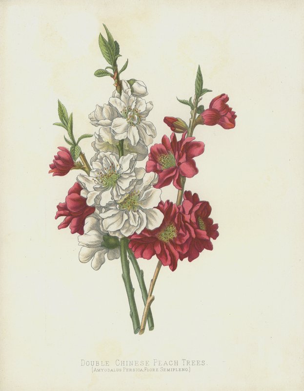 Dubbla kinesiska persikaträd, Amygdalus Persica; Flore Semipleno av English School