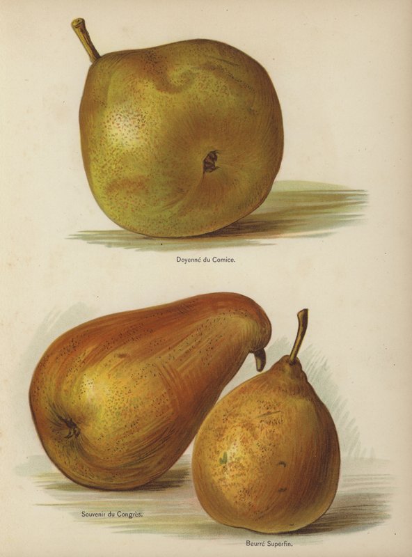 Dean of Comice, Souvenir of Congress, Superfine Butter av English School