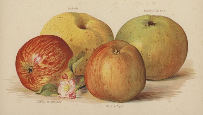 Ecklinville, Bramleys fröplanta, hertiginnan av Oldenburg, Ribstone Pippin av English School
