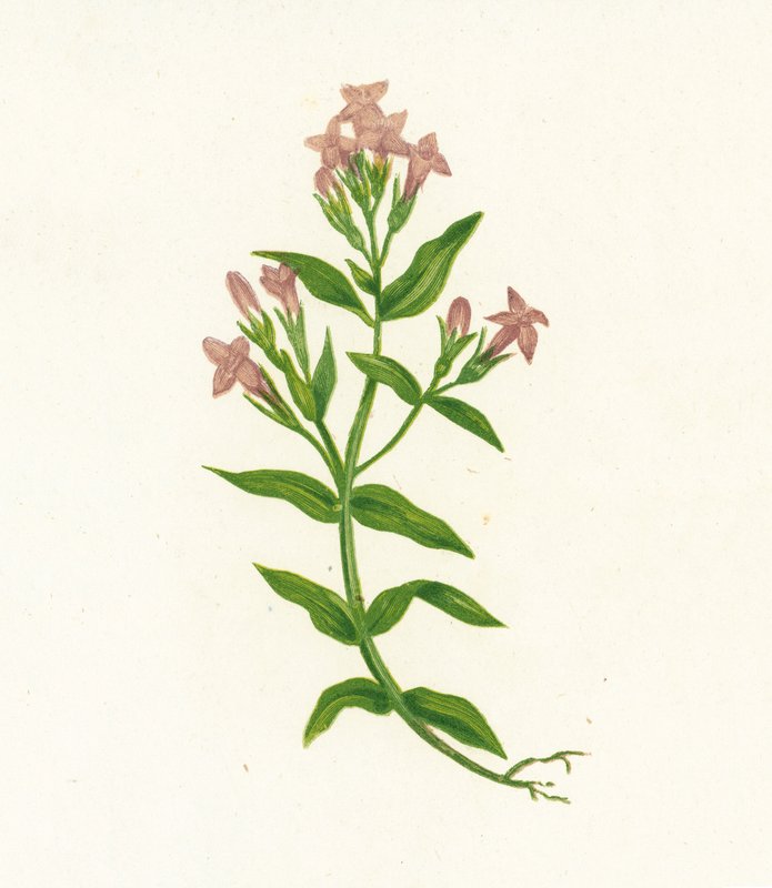 Fältgentiana, Gentiana Campestris av English School