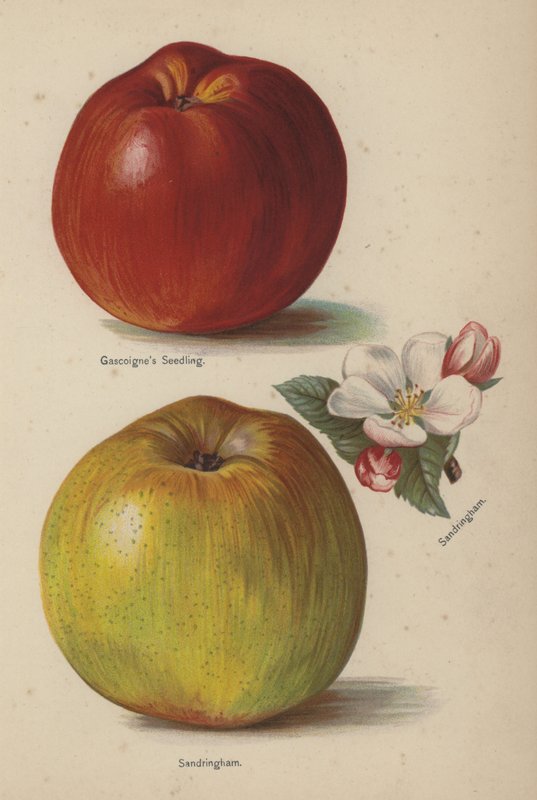 Gascoignes fröplanta, Sandringham av English School