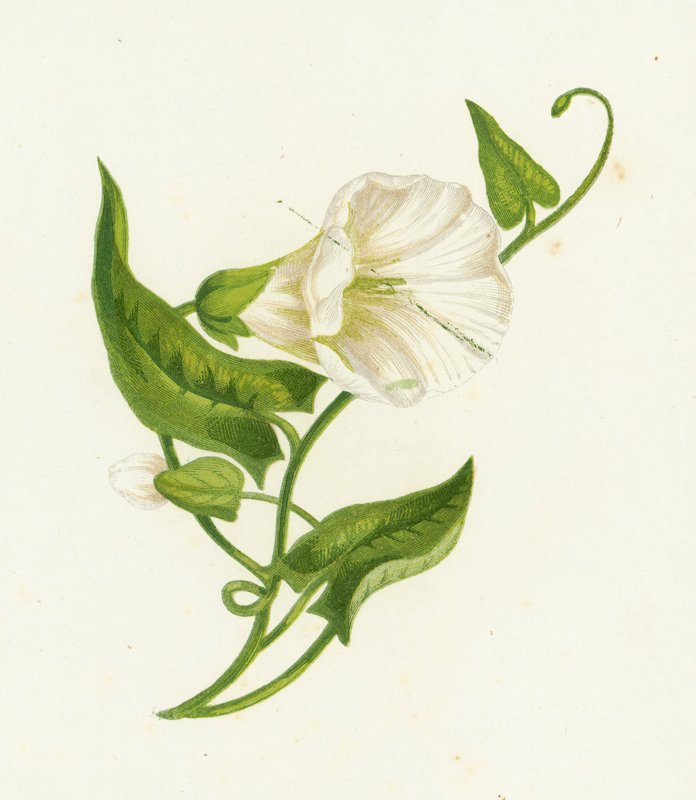 Stor bindweed, Convolvulus Sepium av English School