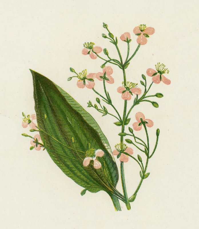 Stor vattenplantain, Alisma Plantago av English School