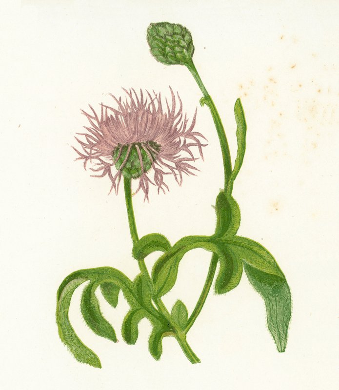 Större knaggräs, Centaurea Scabiosa av English School