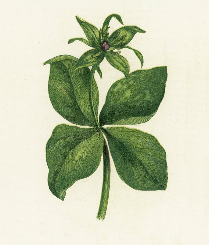 Ört Paris, Paris Quadrifolia av English School