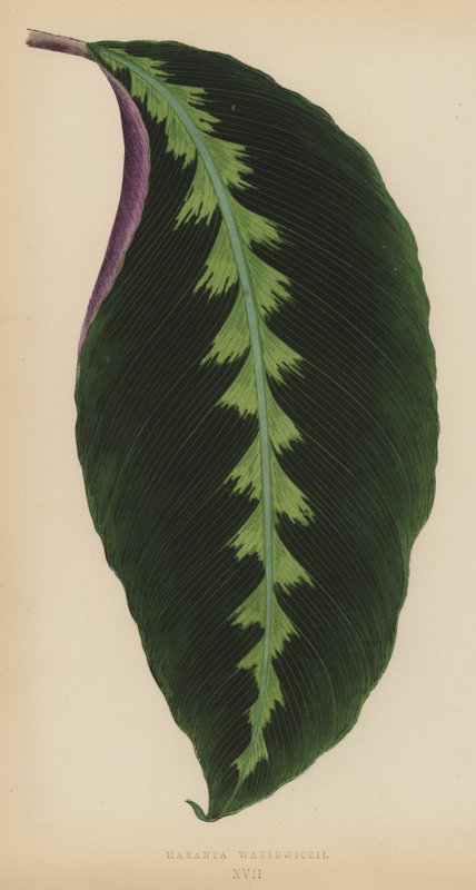 Maranta Warsewiczii av English School