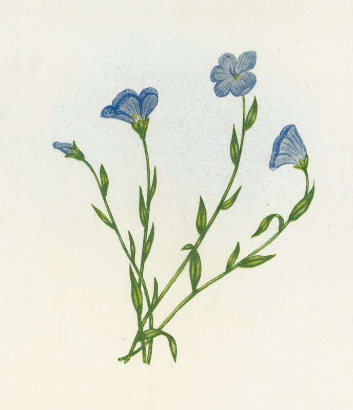 Smalbladigt blek lin, Linum Angustifolium av English School