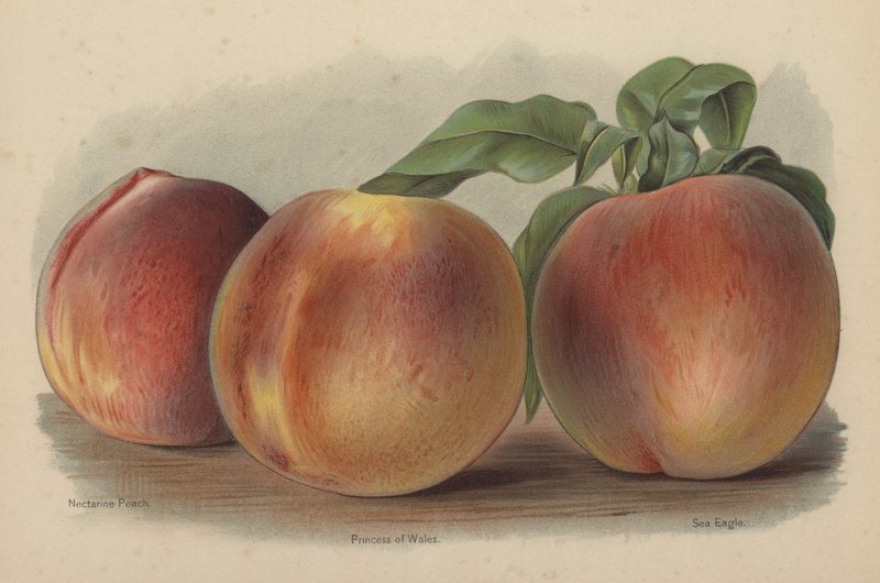 Nectarine Peach, prinsessan av Wales, havsörn av English School