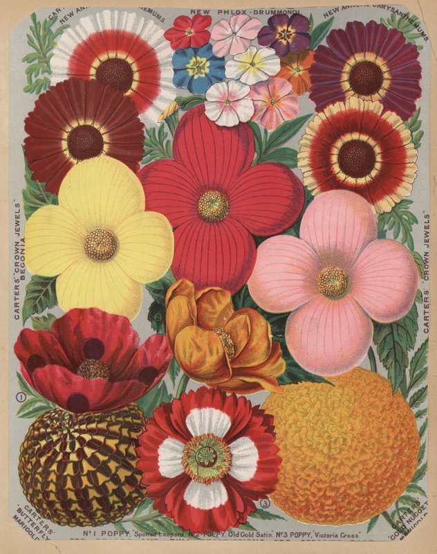 Sida från blomsterkatalogen av English School