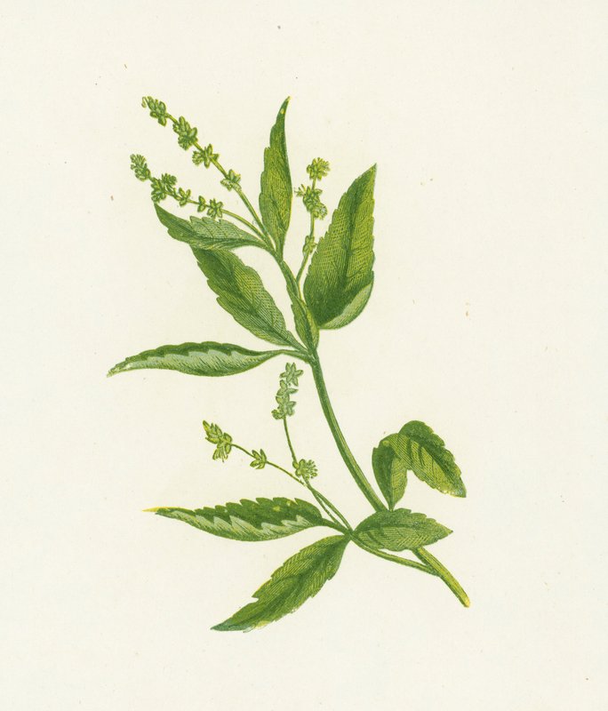 Perenn, eller Dogs Mercury, Mercurialis Perennis av English School